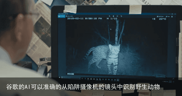 谷歌的AI可以准确的从陷阱摄像机的镜头中识别野生动物