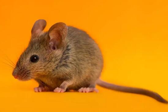 NASA计划送小鼠入太空 以研究太空对人体肠胃的影响