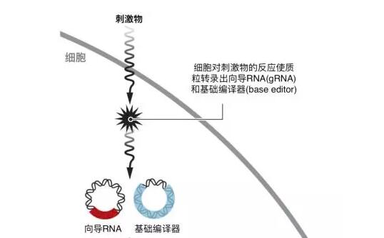 CRISPR 新应用引发关注 细胞活动可肉眼见到2