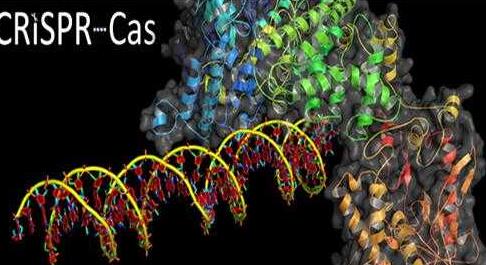 CRISPR 新应用引发关注 细胞活动可肉眼见到4