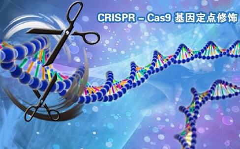 CRISPR 新应用引发关注 细胞活动可肉眼见到5