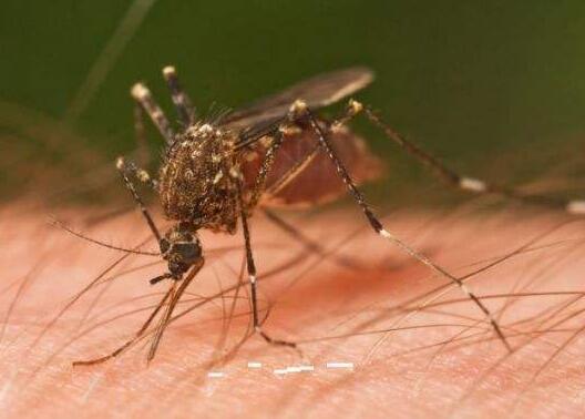 蚊子可迅速避开厌恶气味 可研发出高效控蚊工具1