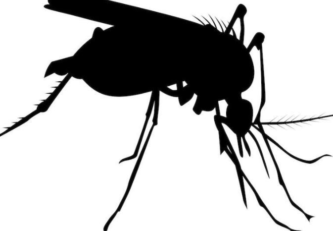 蚊子可迅速避开厌恶气味 可研发出高效控蚊工具3