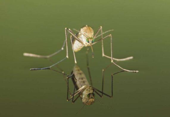 蚊子可迅速避开厌恶气味 可研发出高效控蚊工具4