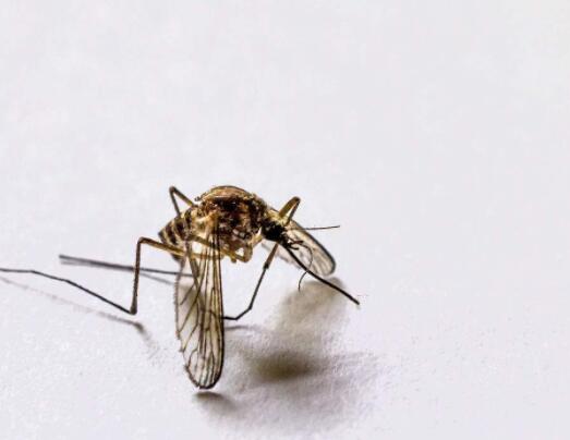 蚊子可迅速避开厌恶气味 可研发出高效控蚊工具5