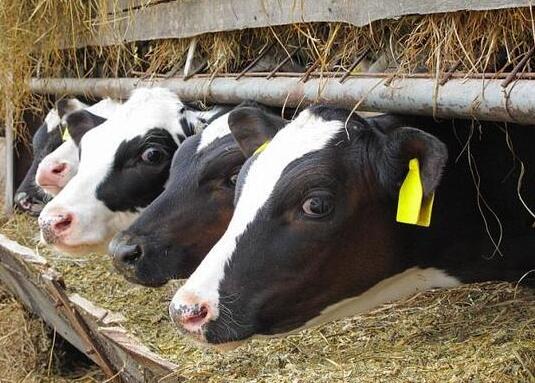 比尔-盖茨转向遗传学 望打造高产能完美奶牛4
