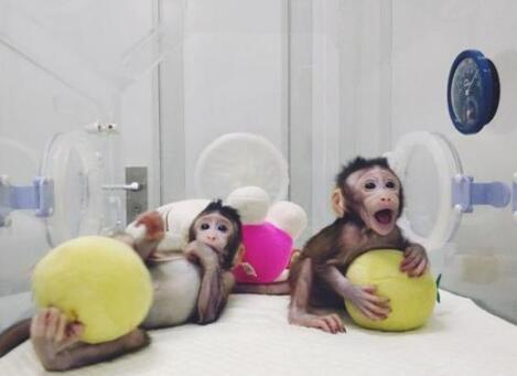 中国诞生首只体细胞克隆猴 国外专家纷纷发表看法