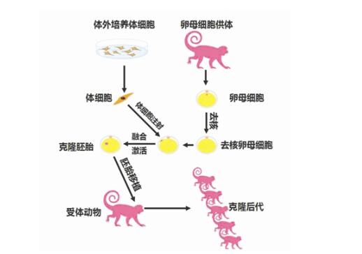 中国诞生首只体细胞克隆猴 国外专家纷纷发表看法